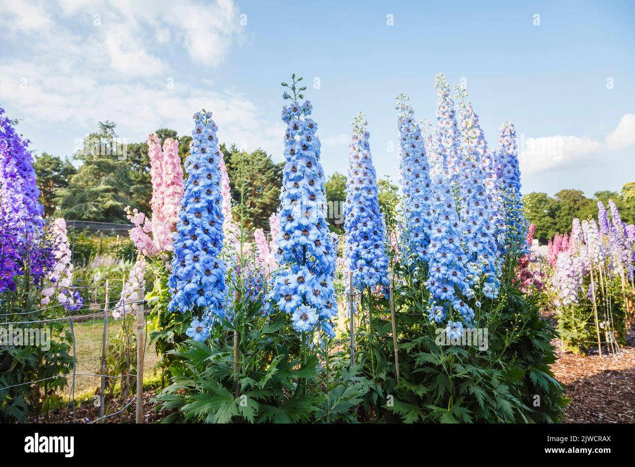Tall spikes of sky blue delphinium 'Raymond Lister' growing in the Trials Field at RHS Gardens, Wisley, Surrey, south-east England in summer Stock Photo
