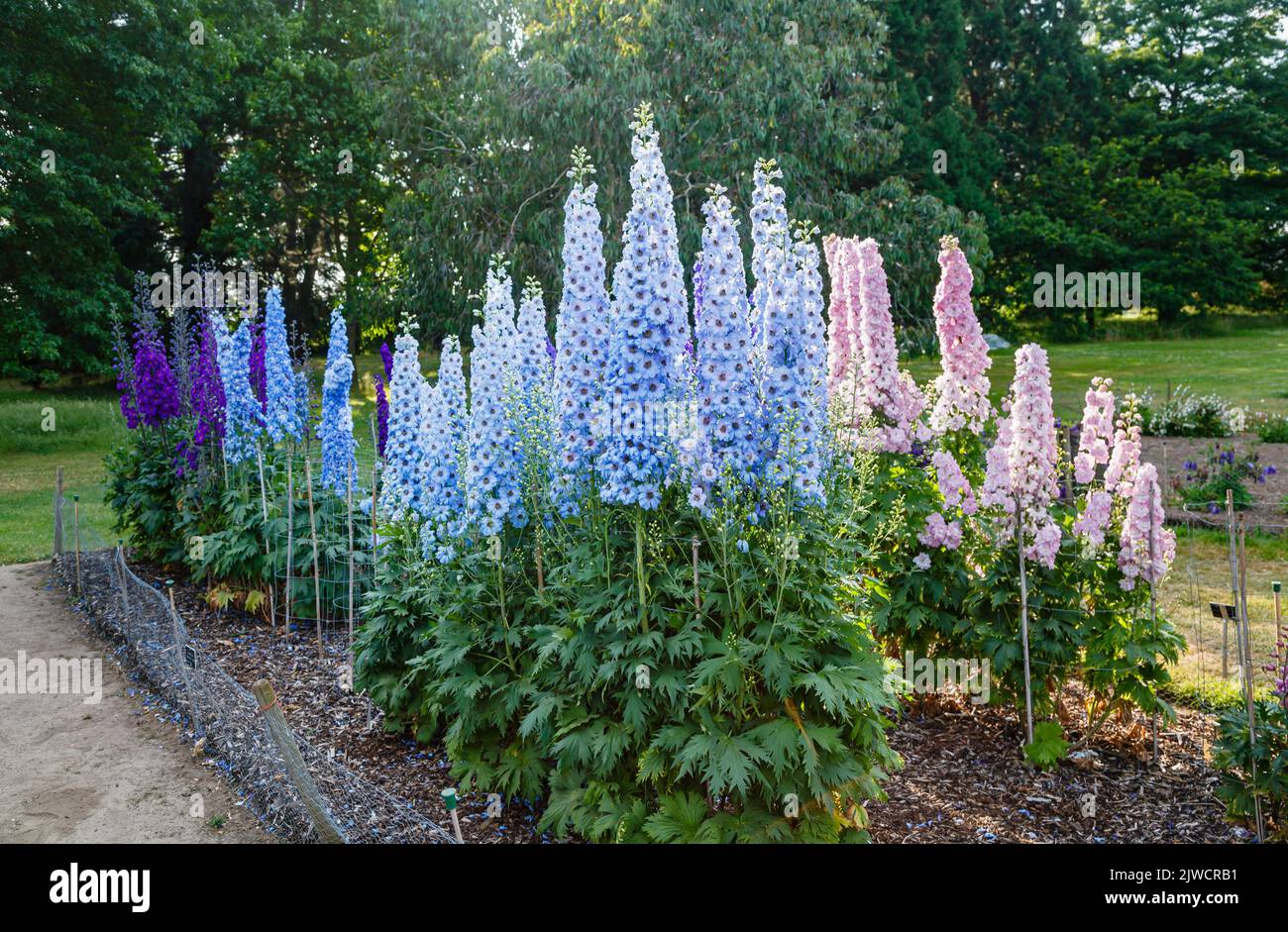 Tall spikes of light blue delphinium 'Raymond Lister' flowering in the Trails Field at RHS Gardens, Wisley, Surrey, south-east England in summer Stock Photo