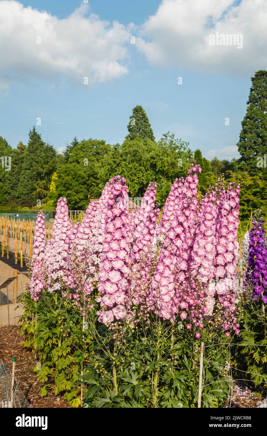 Tall spikes of pink delphinium 'Cymbeline' growing in the Trials Field at RHS Gardens, Wisley, Surrey, south-east England in summer Stock Photo