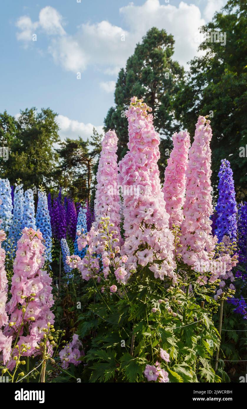 Tall spikes of pink delphinium 'Titania' growing in the Trials Field at RHS Gardens, Wisley, Surrey, south-east England in summer Stock Photo
