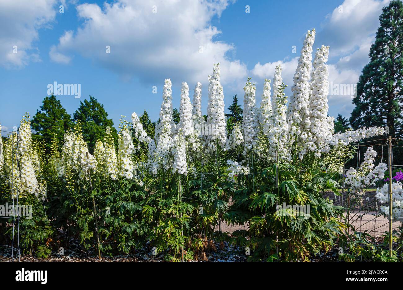 Tall spikes of white delphinium 'Elizabeth Cook' flowering in the Trials Field at RHS Gardens, Wisley, Surrey, south-east England in summer Stock Photo