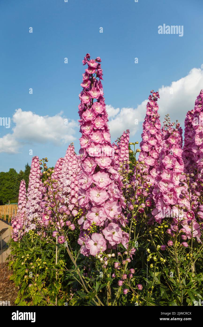 Tall spikes of pink delphinium 'Cymbeline' growing in the Trials Field at RHS Gardens, Wisley, Surrey, south-east England in summer Stock Photo