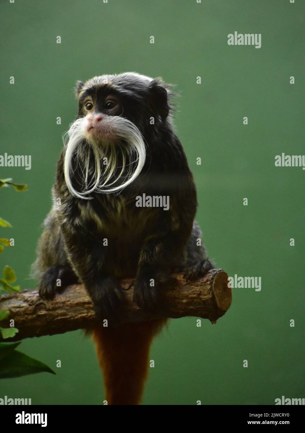 Very cute bearded tamarin monkey sitting on a branch Stock Photo - Alamy