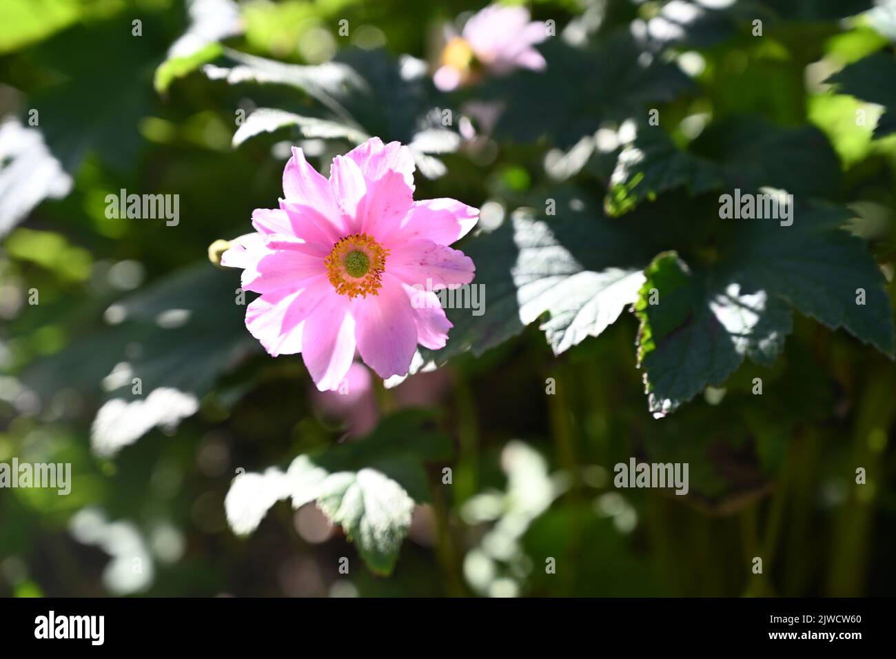 light pink flower in full bloom Stock Photo