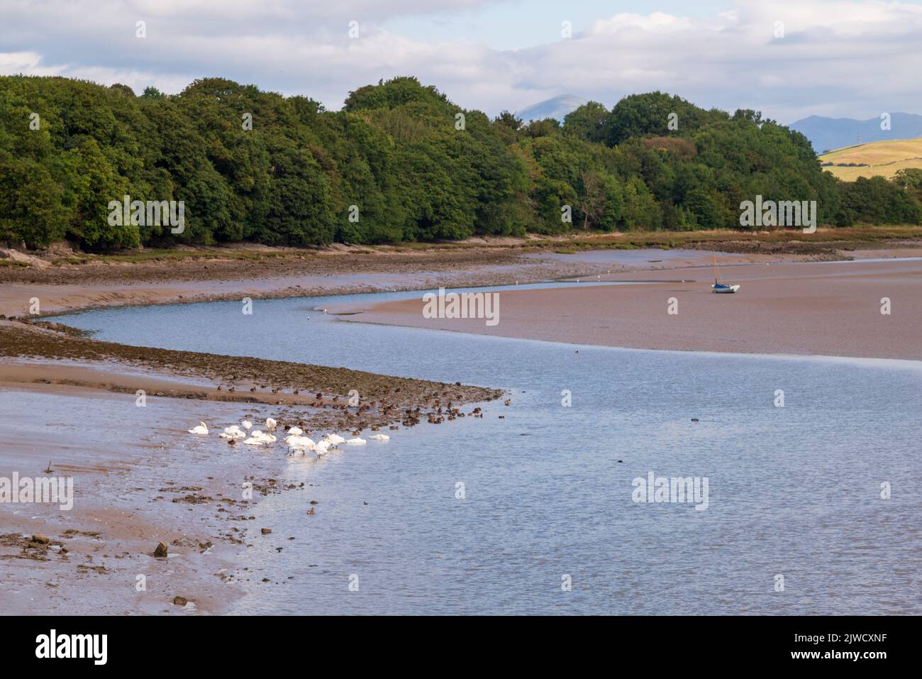 River Level estuarial water and mudflats with swans, Canal Foot, Ulverston, Cumbria, UK Stock Photo