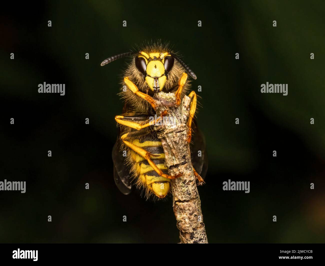 A close up view of a Common Wasp, (Vespula vulgaris) Stock Photo