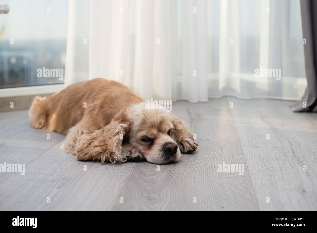 Modern american breed hi-res stock photography and images - Alamy