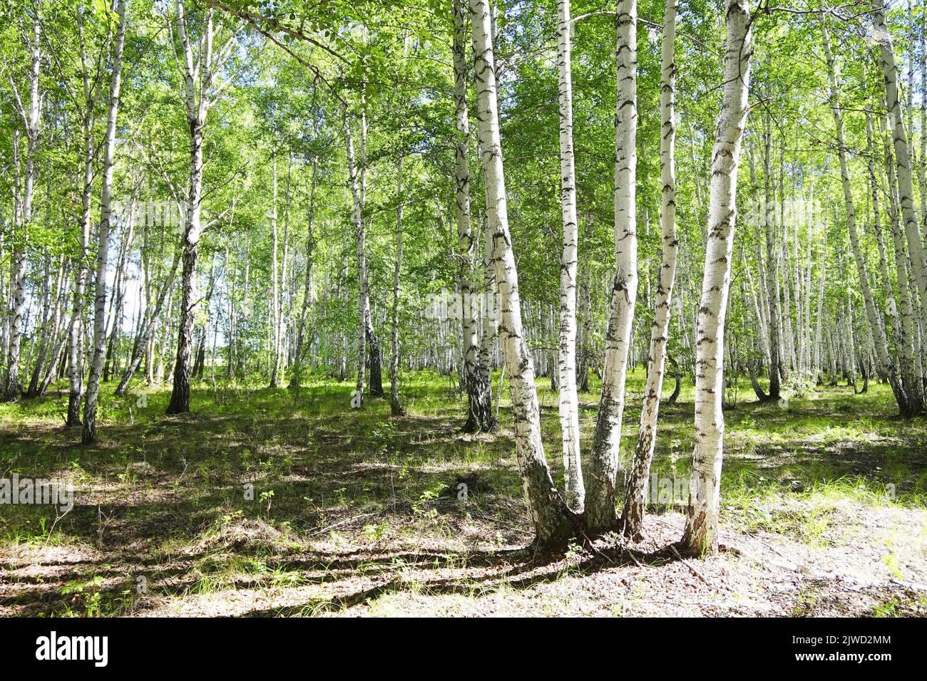 Birch forest, summer nature background Stock Photo - Alamy