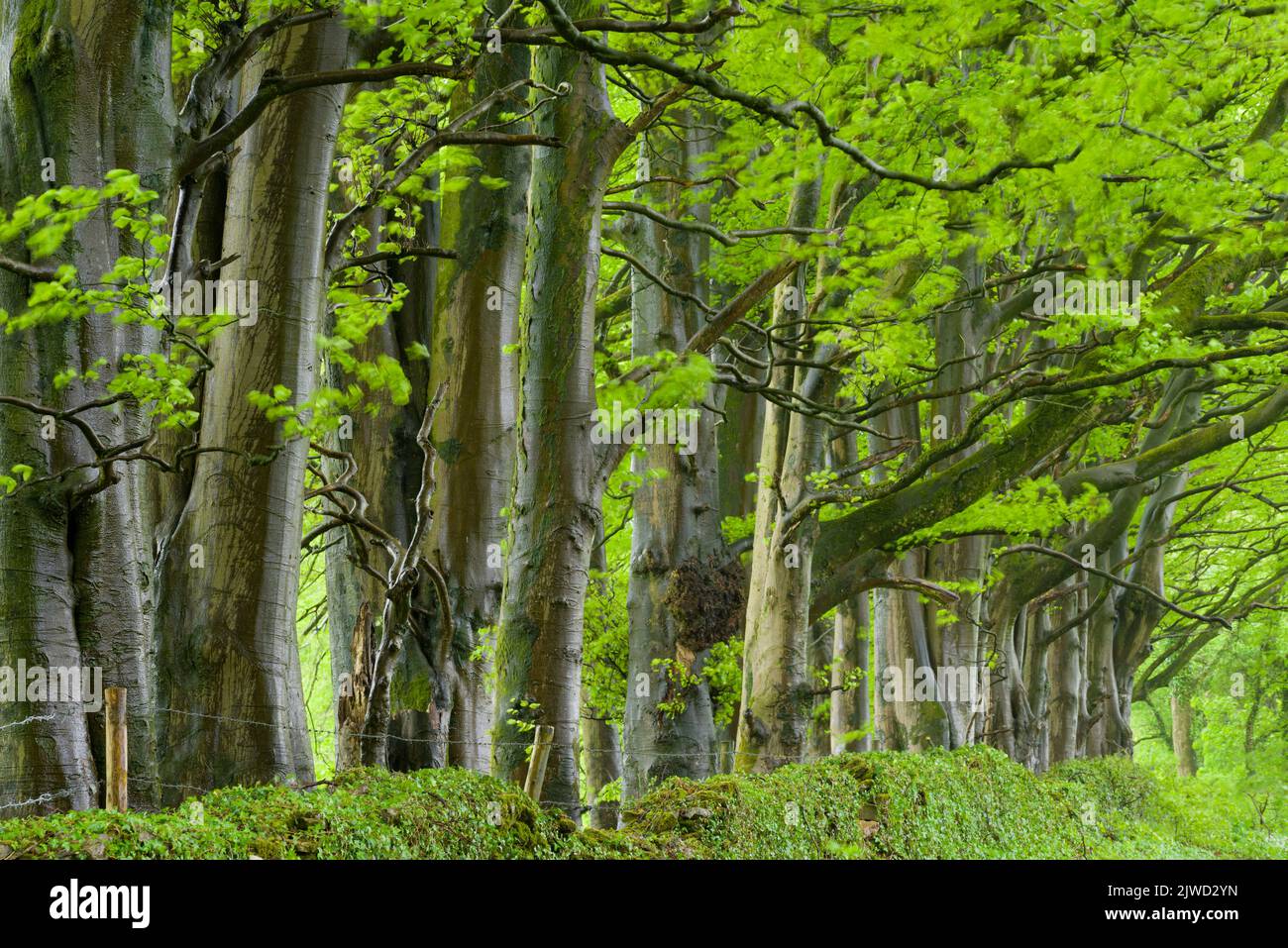 A row of beech trees (Fagus sylvatica) in spring in the Mendip Hills ANOB, Somerset, England. Stock Photo