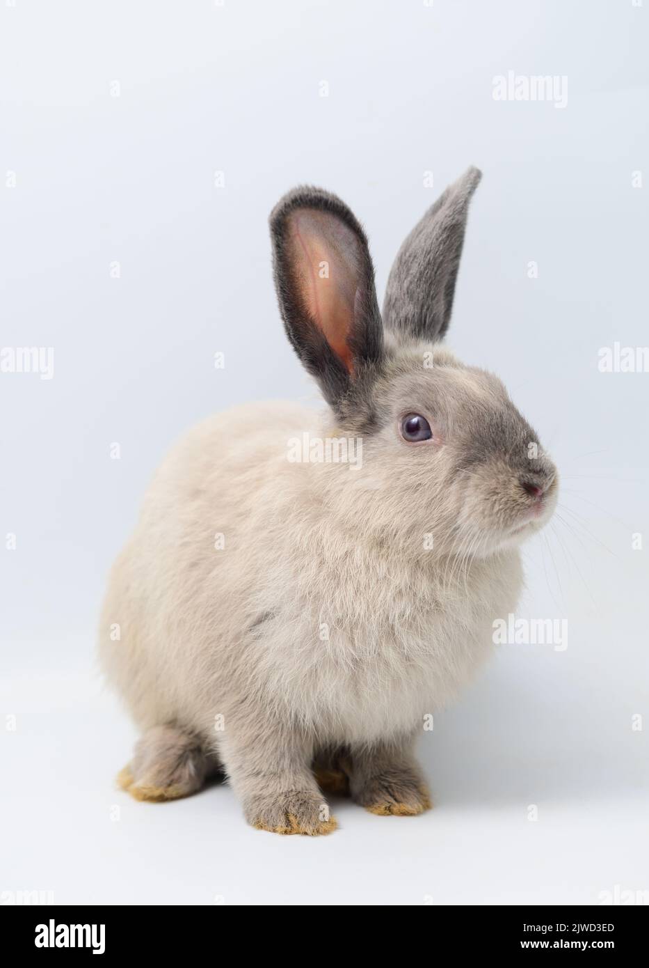 Adorable gray rabbit sitting on white background Stock Photo