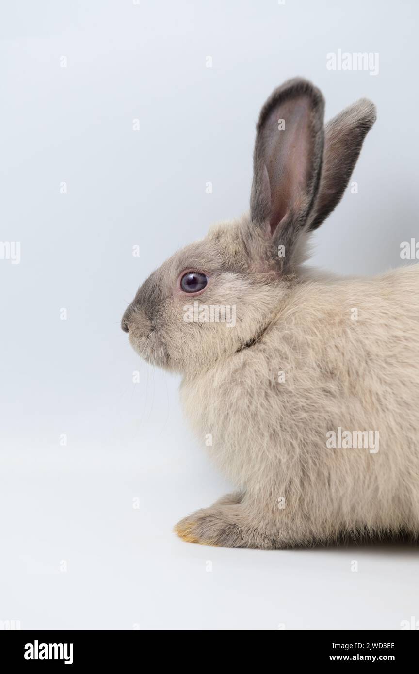 Side view of gray rabbit sitting on white background Stock Photo