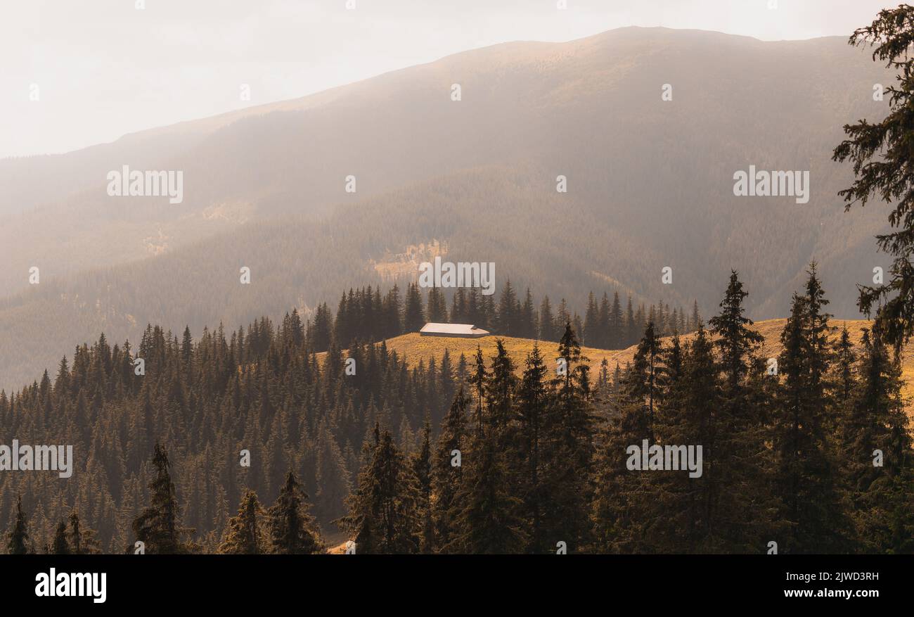 The misty view of mountains and hills with fir trees Stock Photo - Alamy