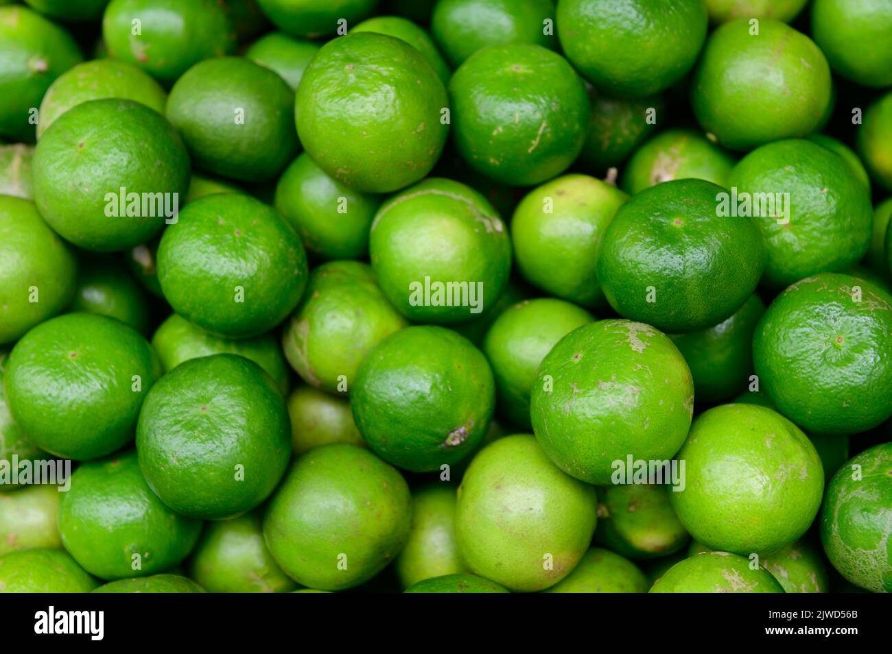 Fresh green lemon on the market Stock Photo