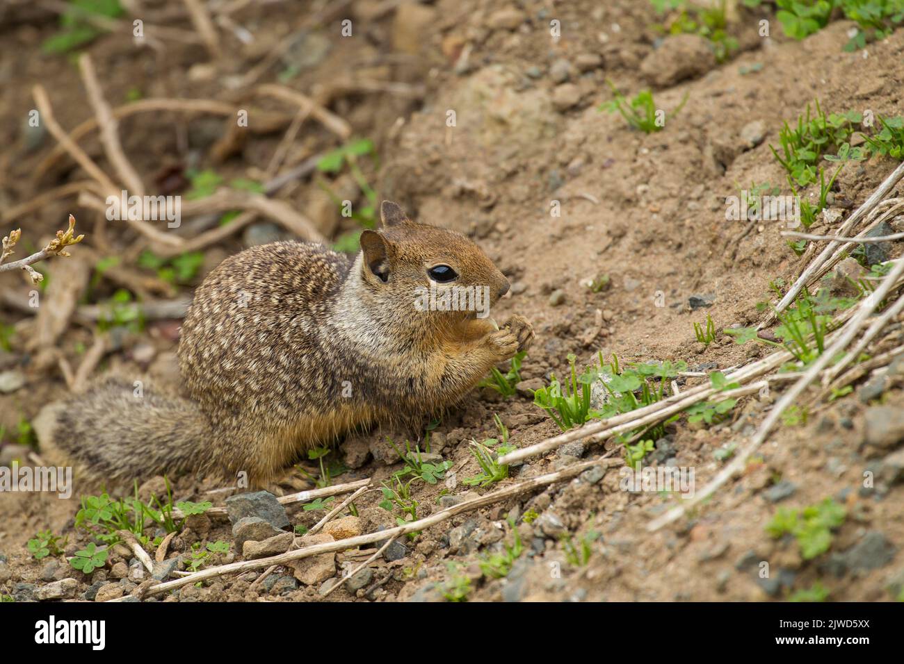 California ground squirrel (Otospermophilus beecheyi Stock Photo - Alamy