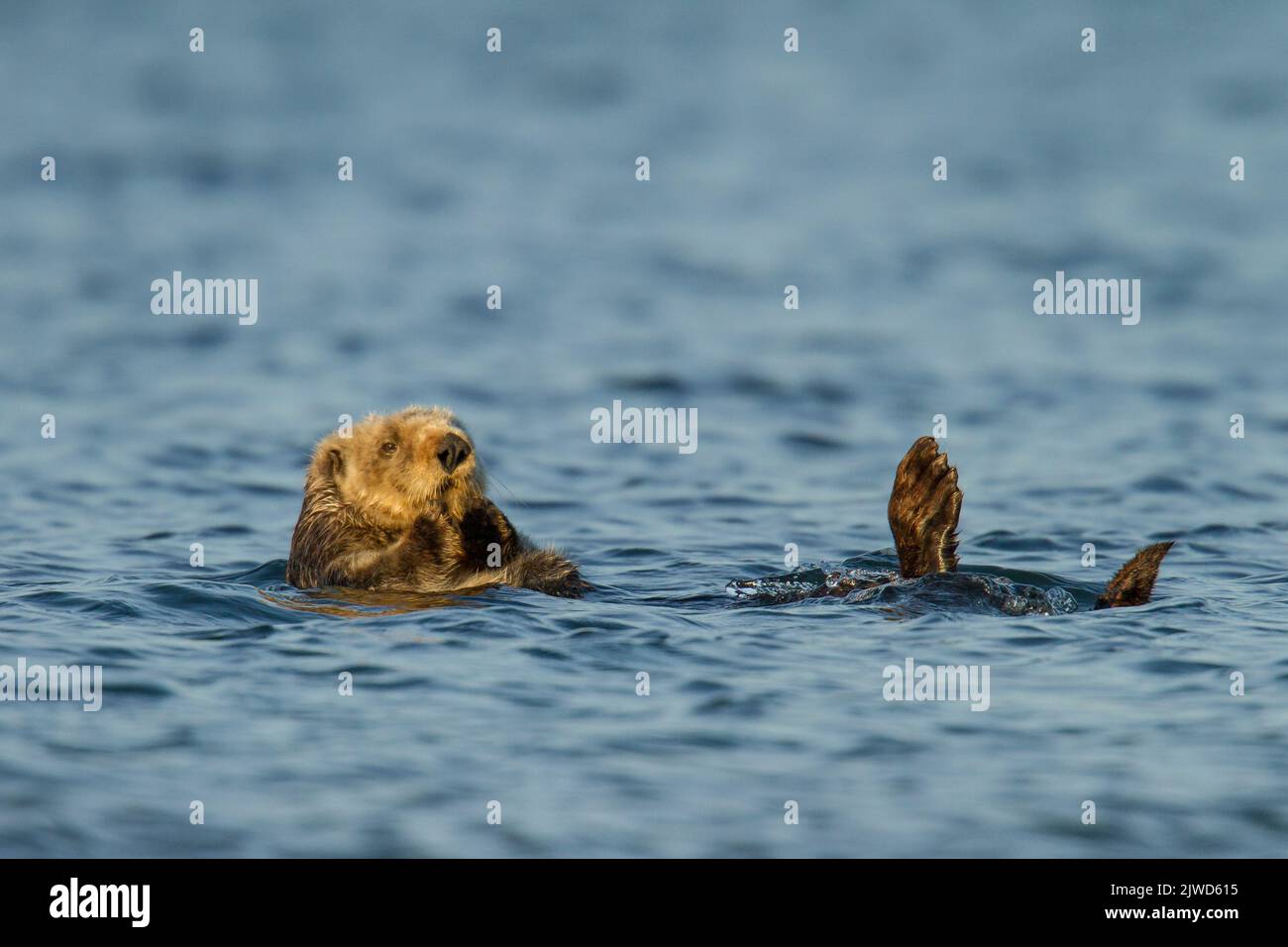 California Sea otter (Enhydra lutris) floating on its back in water Stock Photo