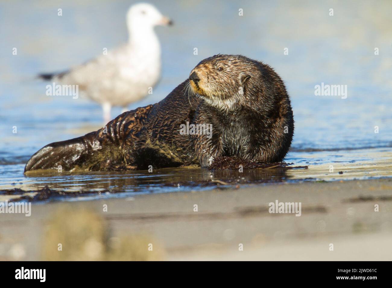 California Sea otter (Enhydra lutris) on a sandy beach Stock Photo