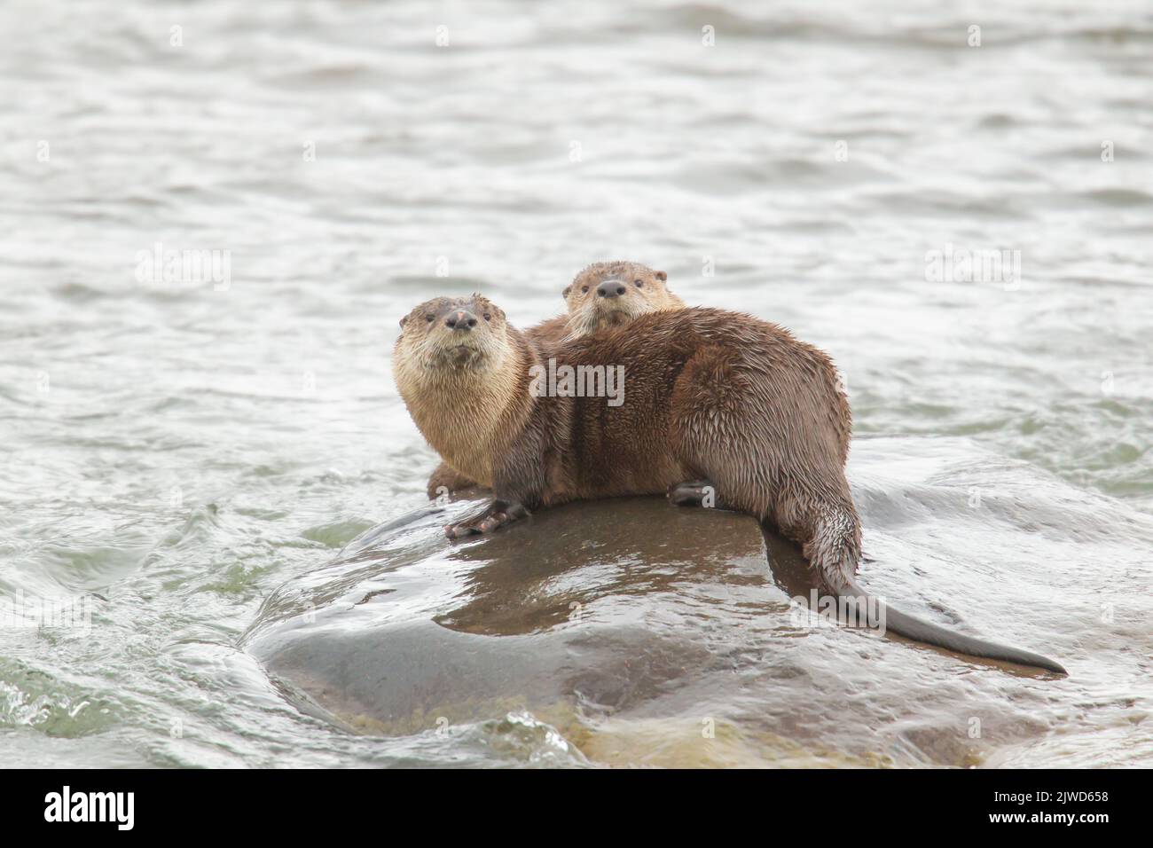 River Otters (Lontra canadensis).  Two otters on a rock in the Lamer River. Stock Photo