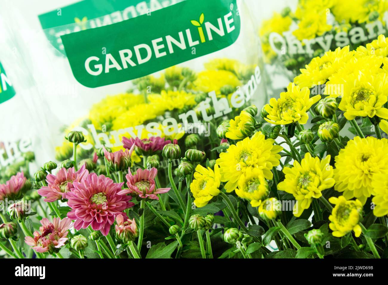 Gelbe Chrysanthemen von Gardenline im Topf mit Verpackung Stock Photo