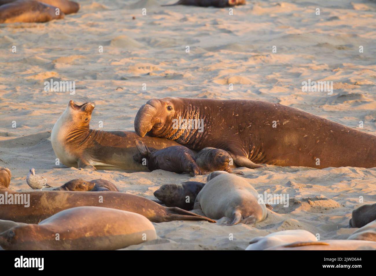 Northern elephant seal (Mirounga angustirostris). Also known as sea