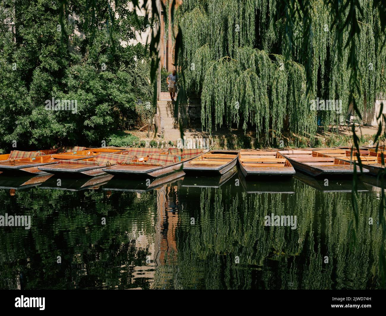 A row of Punts lined up along the  river Cam in summer ready for hire in Cambridge Cambridgeshire England UK Stock Photo