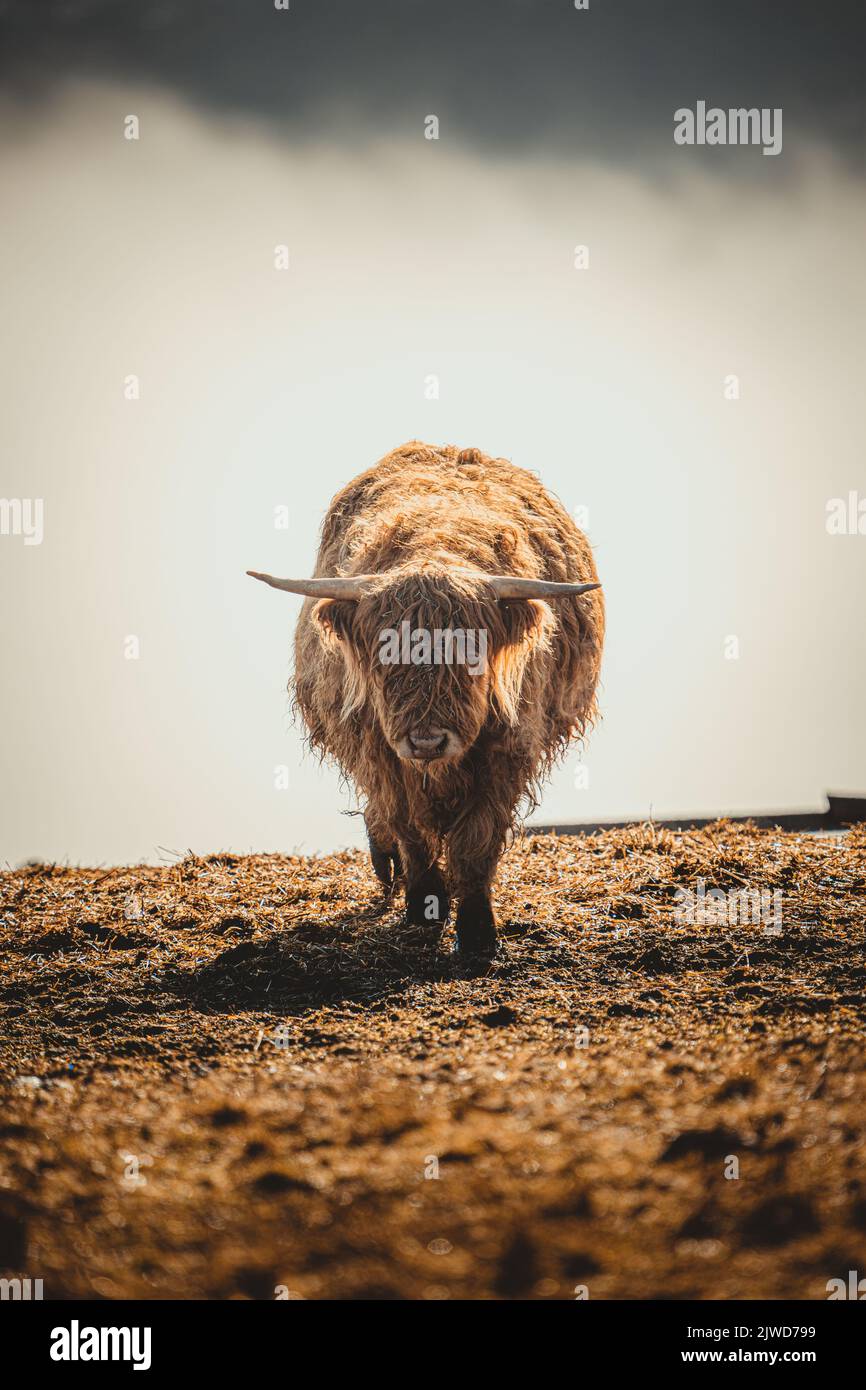A vertical shot of a highland cow on a sunny rural field Stock Photo ...