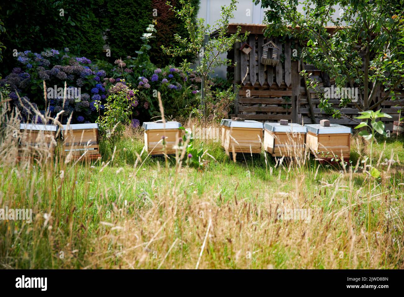 Bienenstoecke stehen auf einem Gartengelaende in einem Wohngebiet im hohen Gras. Stock Photo