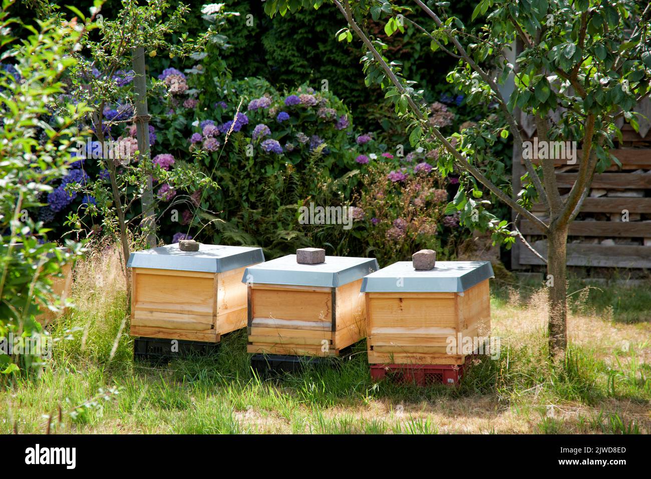 Bienenstoecke stehen auf einem Gartengelaende in einem Wohngebiet im hohen Gras. Stock Photo