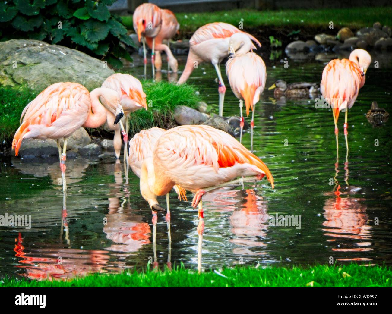 chilean flamingos Calgary Zoo Alberta Stock Photo