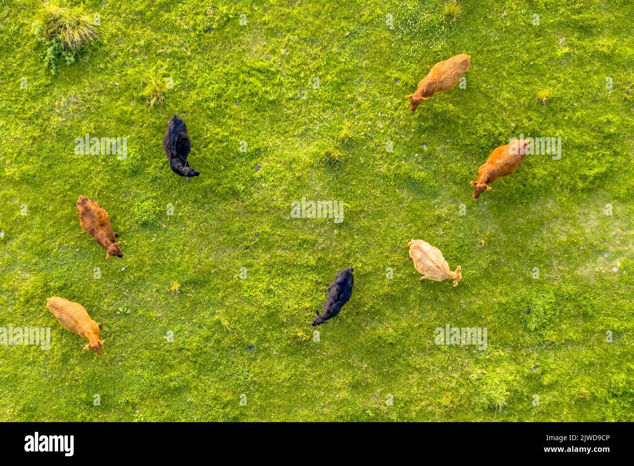Cattle seen from above. Cows are grazing in grassland top down helicopter view. Stock Photo