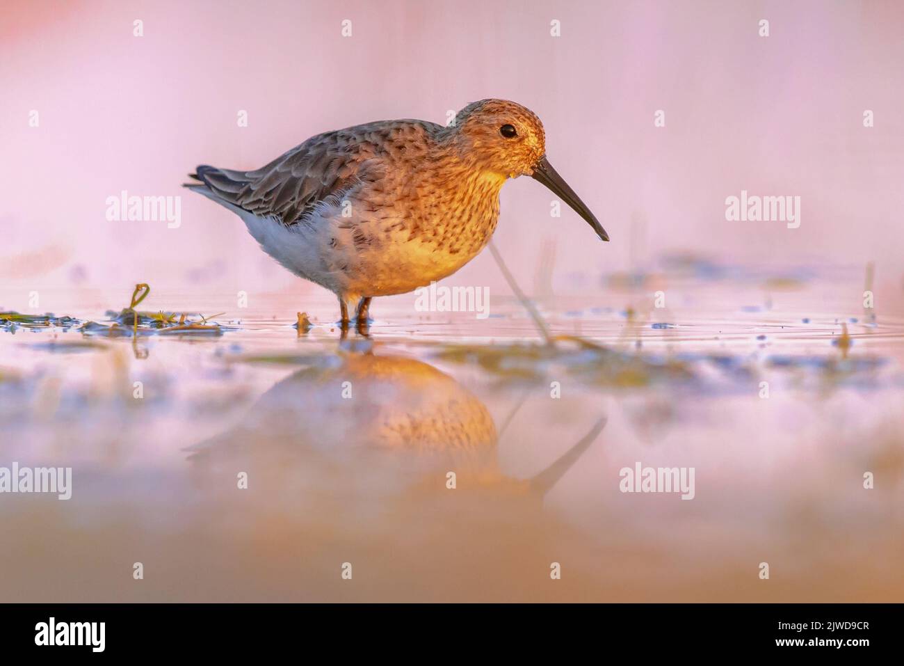Dunlin (Calidris alpina) is a small Wader. Bird Wading in shallow Water of Wetland during Migration. Extremadura, Spain. Wildlife Scene of Nature in E Stock Photo