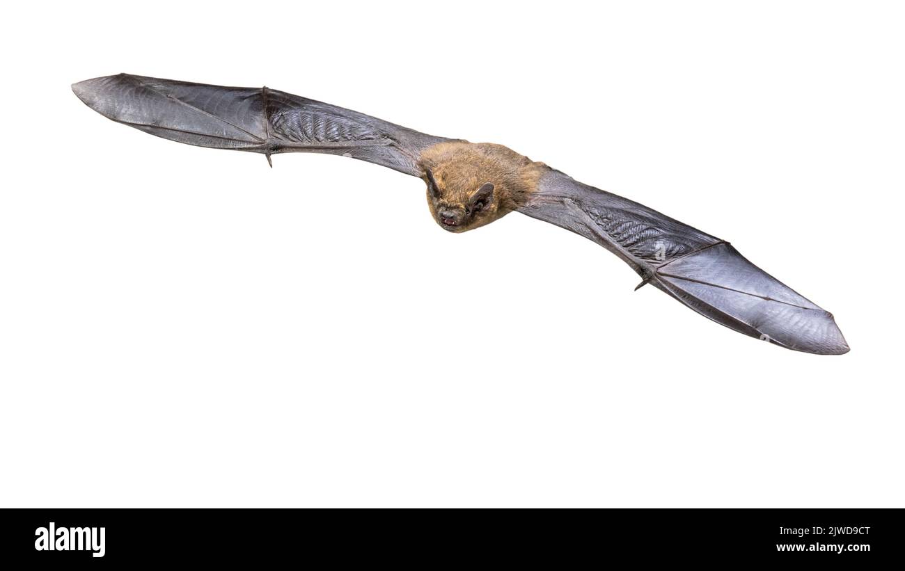 Flying Pipistrelle bat (Pipistrellus pipistrellus) action shot of hunting animal isolated on white background. This species is know for roosting and l Stock Photo