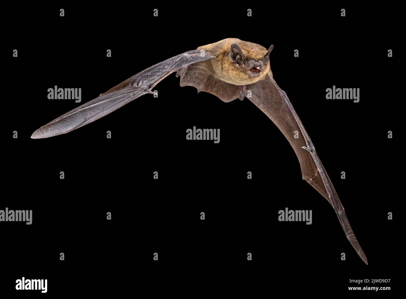Flying Pipistrelle bat (Pipistrellus pipistrellus) action shot of hunting animal isolated on black background. This species is know for roosting and l Stock Photo