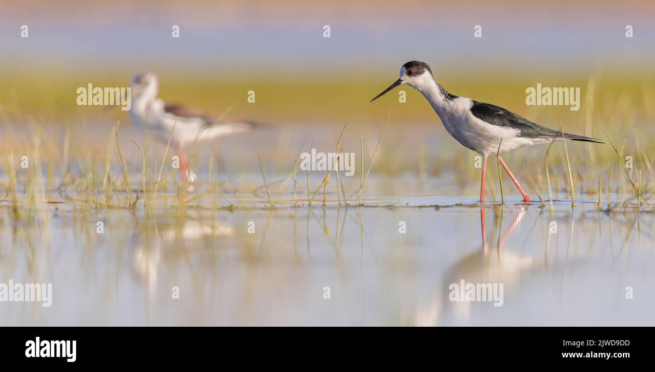 Black-winged Stilt (Himantopus himantopus). Bird Wading in Shallow Water of Marshland during Migration against Bright background at Sunset. Extremadur Stock Photo