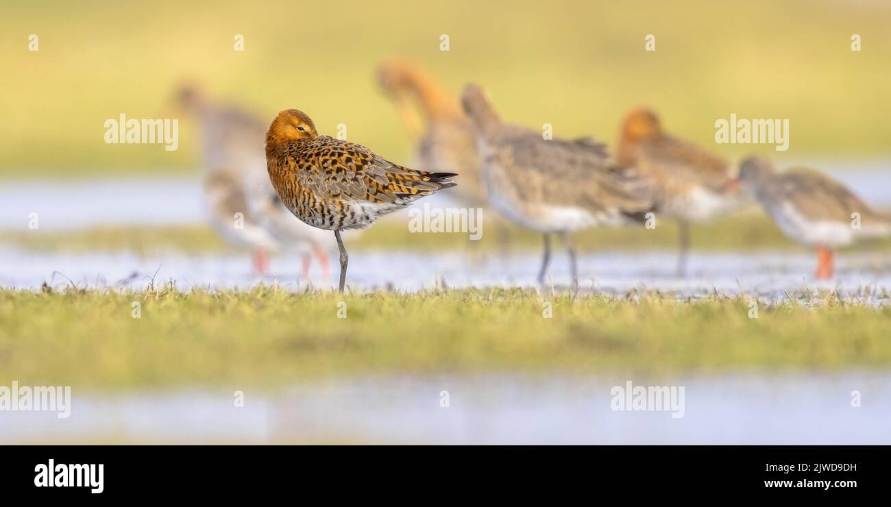 Group of Sleeping Black-tailed Godwit (Limosa limosa) Resting and Foraging in shallow Water of a Wetland during Migration. The Netherlands as an impor Stock Photo