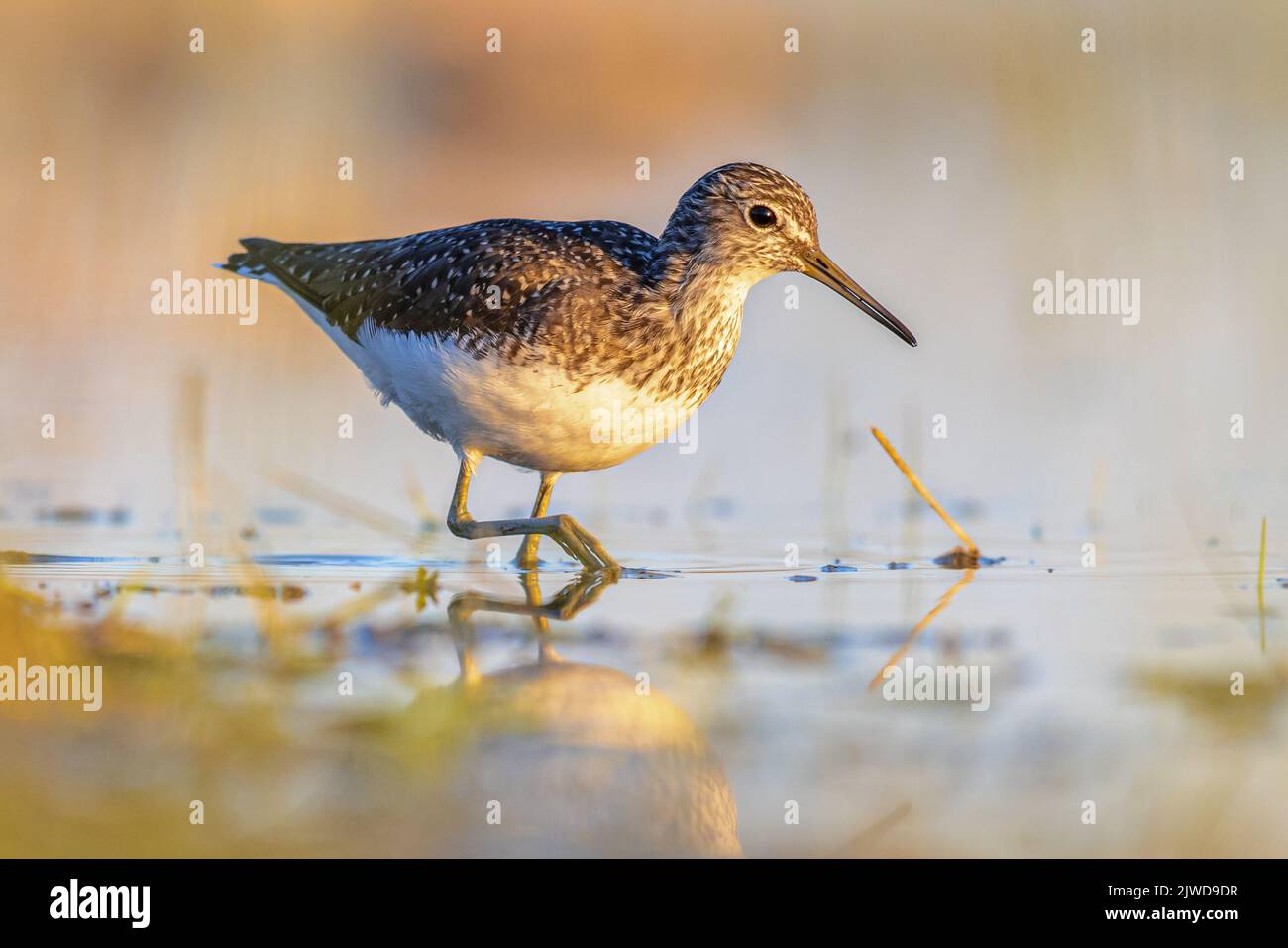 Green Sandpiper (Tringa ochropus) is a small Wader Shorebird of the Old World. Bird Wading in Shallow Water of Wetland during Migration. Wildlife Scen Stock Photo