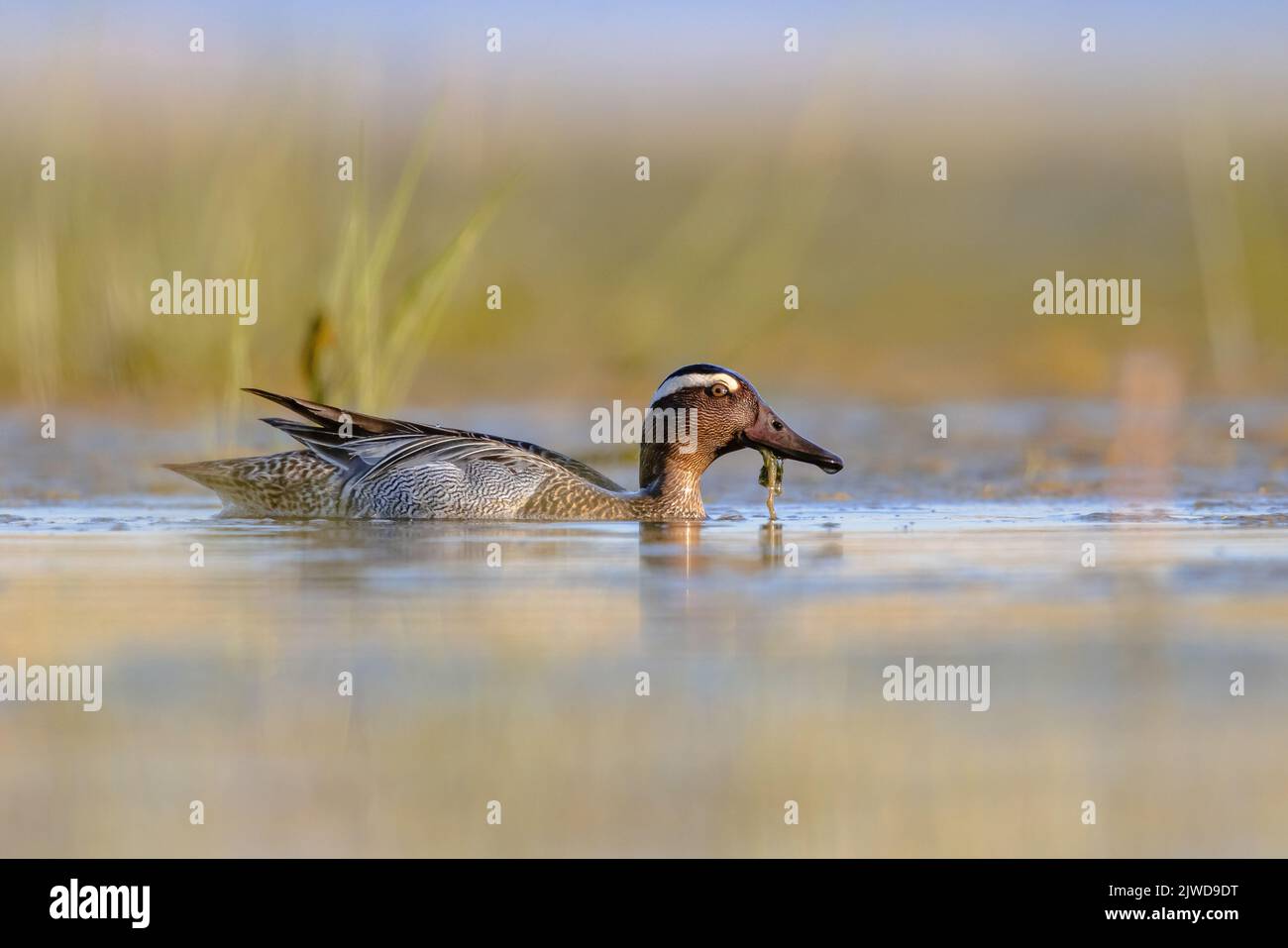Garganey (Spatula querquedula) is a small dabbling duck. Male bird swimming in Wetland during Migration. Wildlife Scene in Nature of Europe. Stock Photo