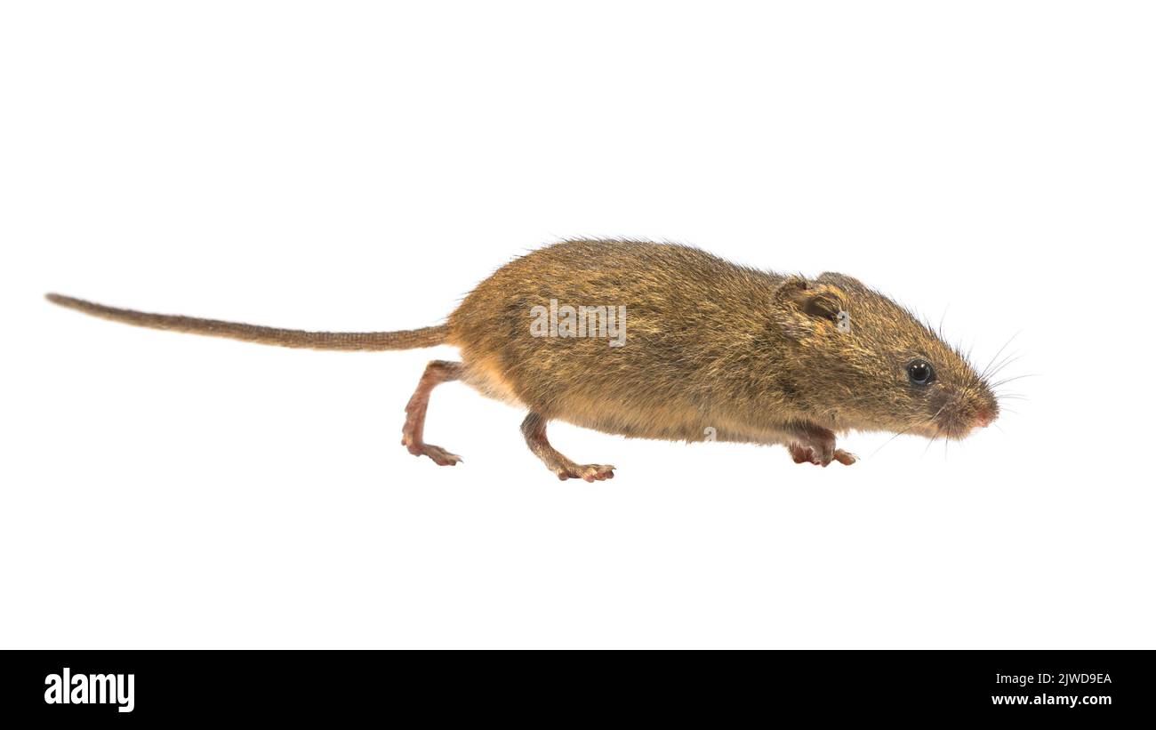 Cute Harvest Mouse (Micromys minutus) walking on white background, studio shot. This is the smallest rodent species native to Europe and Asia. It is t Stock Photo