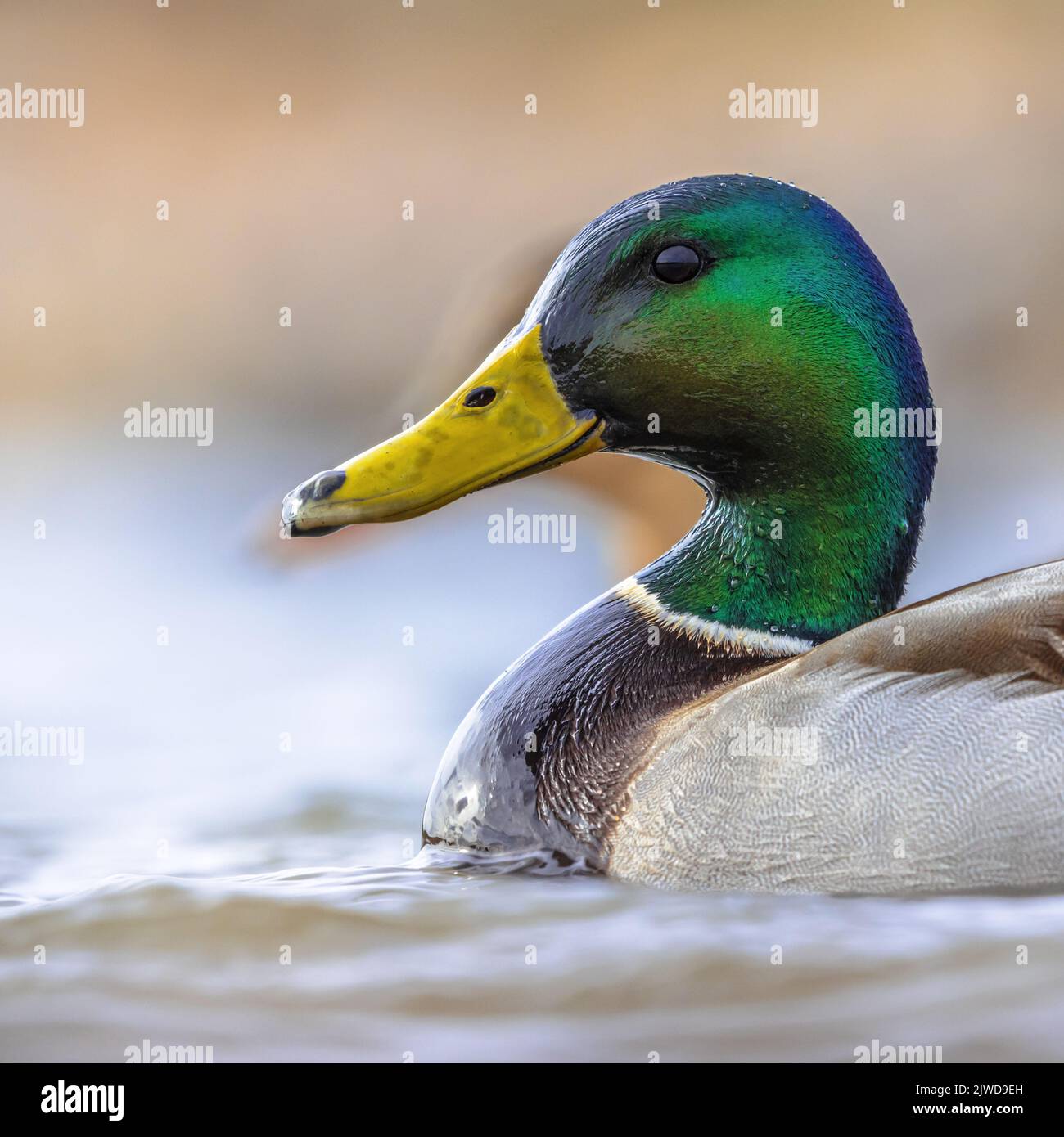 Portrait of Male Mallard (Anas platyrhynchos) swimming in water of wetland in the Netherlands. This dabbling duck is a stationary species in much of E Stock Photo