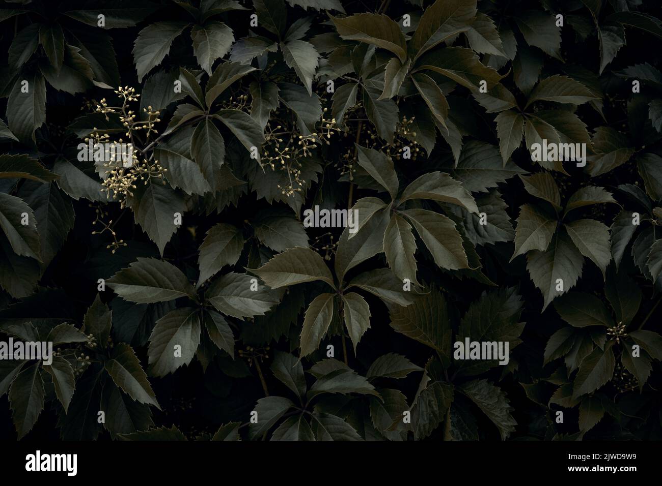 A solid wall of wild grape leaves. The dark background is made up of leaves of wild grapes. Stock Photo