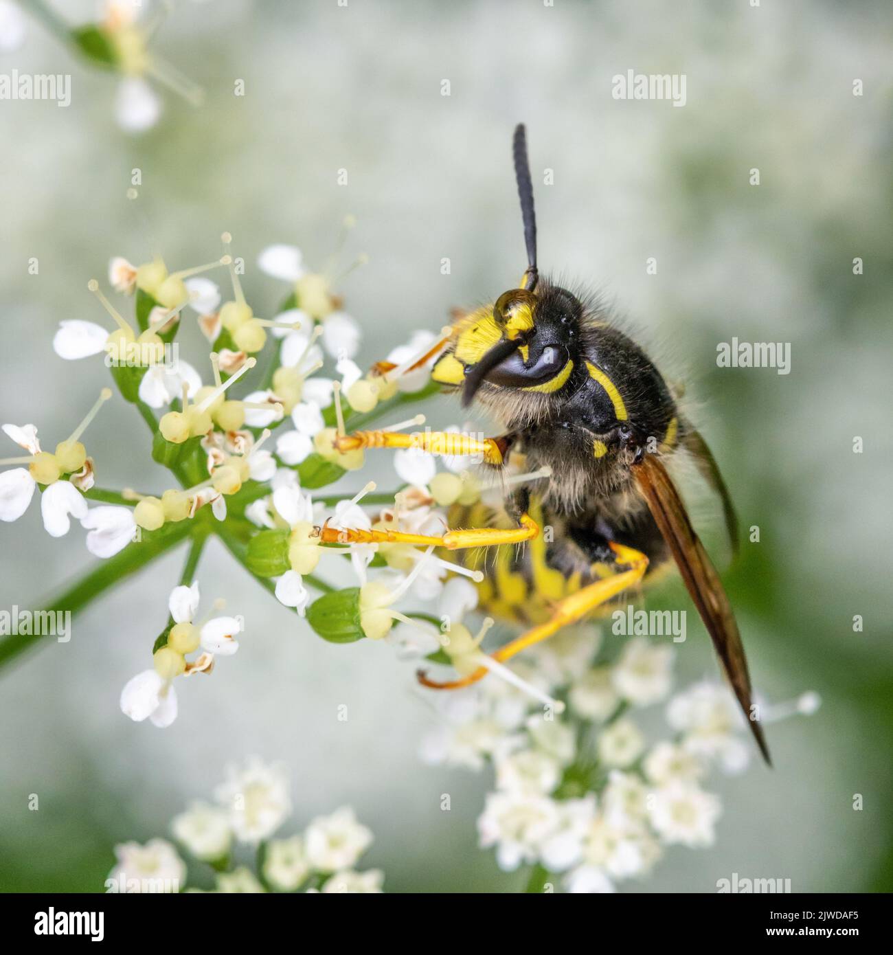 Tree wasp (Dolichovespula sylvestris) on cow parsley with a dew droplet on its forehead drinking nectar from the umbelifers, Yorkshire, England, UK Stock Photo