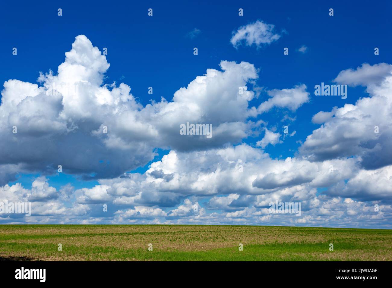 Farmland. Field under blue sky with white clouds. Agriculture scene ...