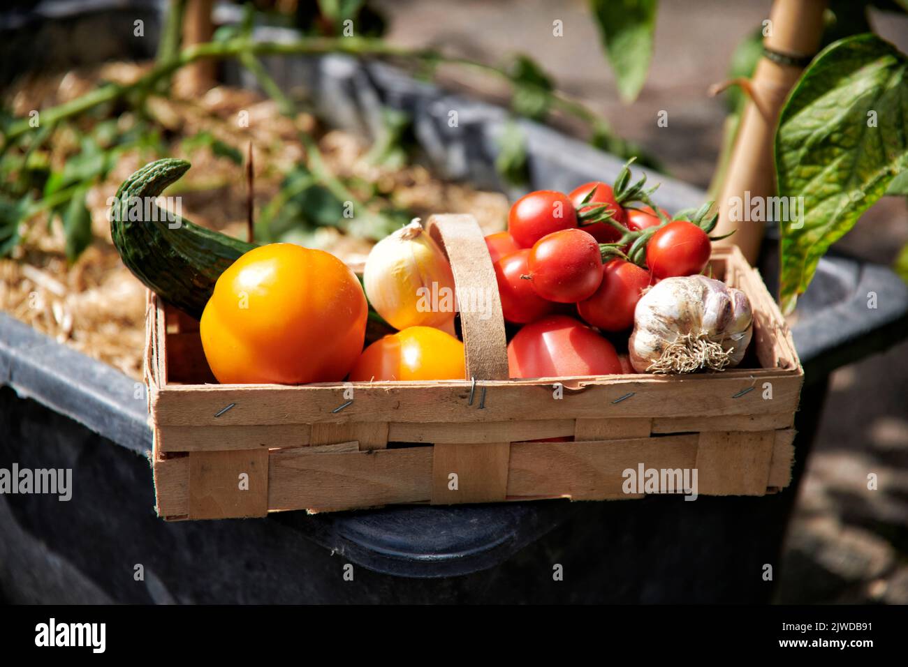 In einem Holzkorb befinden sich selbst im Garten angebautes Gemuese. Schlangengurke, verschiedene Tomatensorten, Knoblauch und Zwiebel. Stock Photo