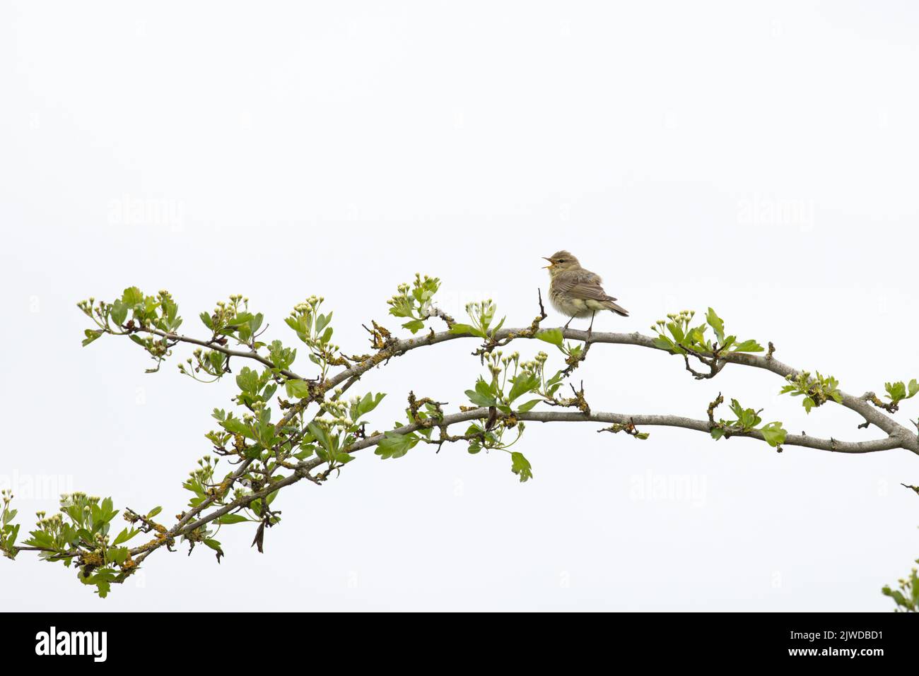 Willow Warbler (Phylloscopus trochilus) Norfolk GB UK April 2022 Stock Photo