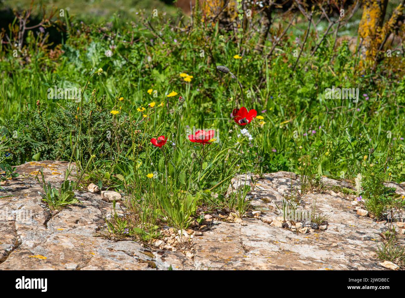 Red poppies, cornflowers and wheat spikes. Fragile nature, environment biodiversity concepts. Rural background. High quality photo Stock Photo