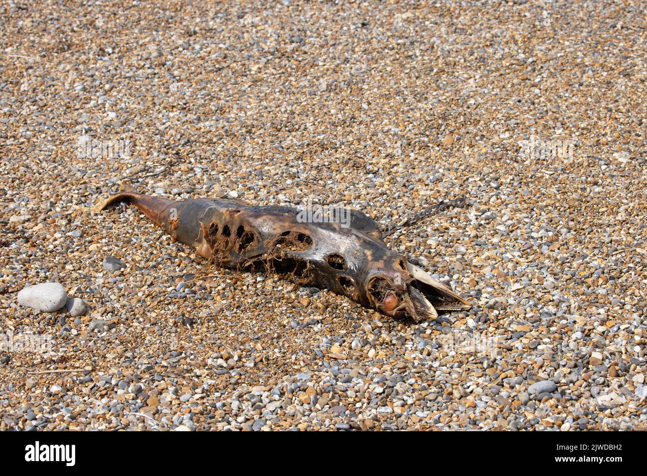 Harbour Porpoise (Phocoena phocoena) long dead on beach Norfolk GB UK September 2022 Stock Photo