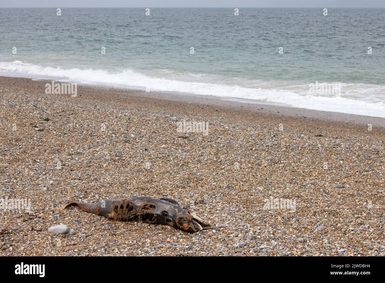 Harbour Porpoise (Phocoena phocoena) long dead on beach Norfolk GB UK September 2022 Stock Photo