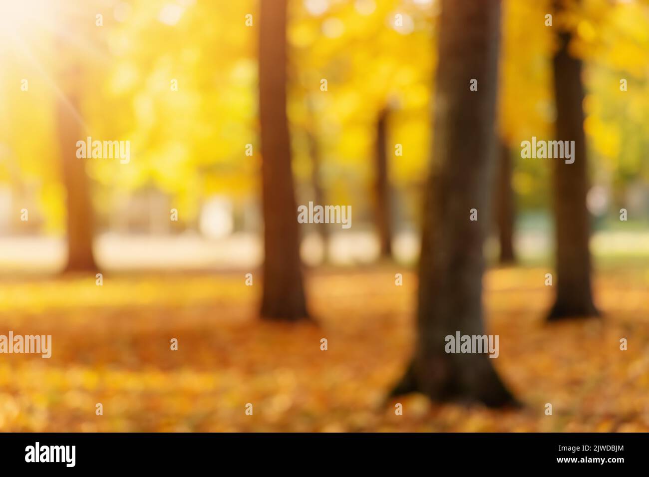 Defocused view of the trees in autumnal park Stock Photo