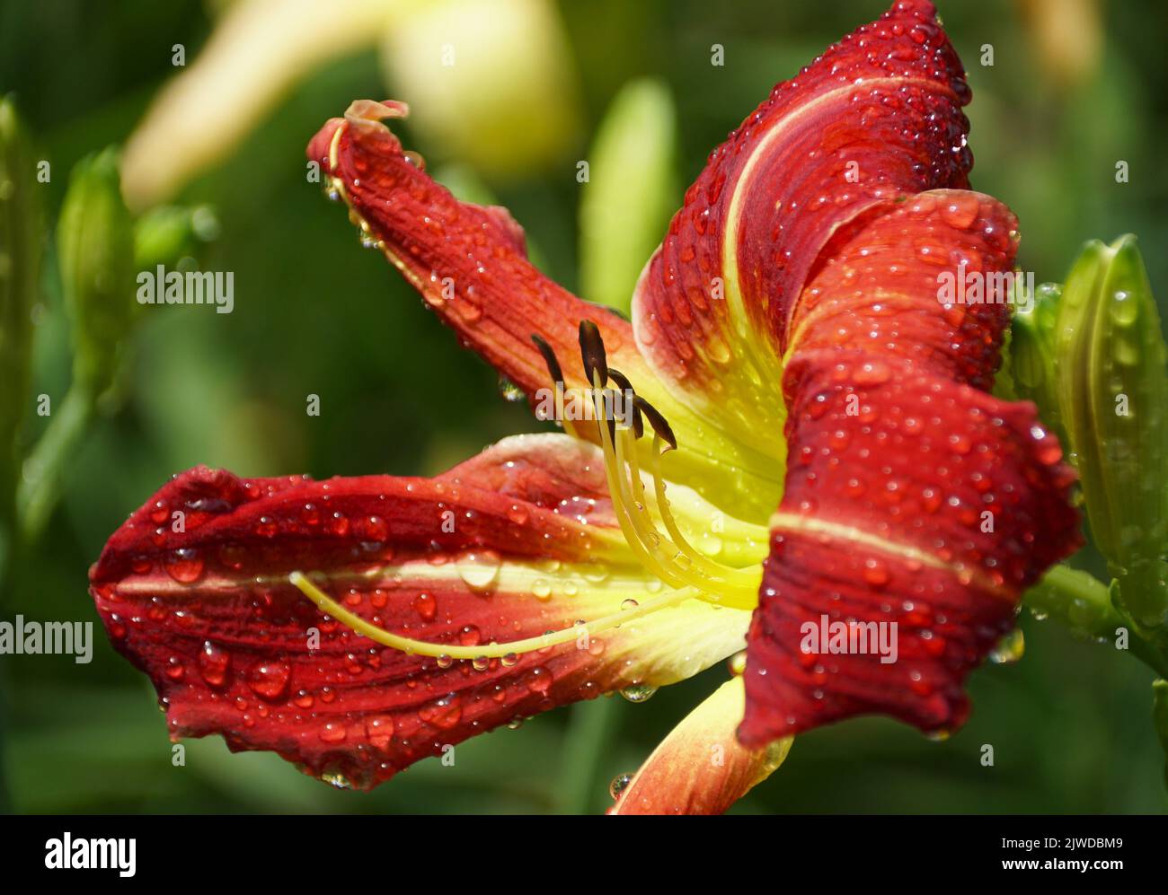 Beautiful daylily Autumn Red flower splashed with raindrops Stock Photo