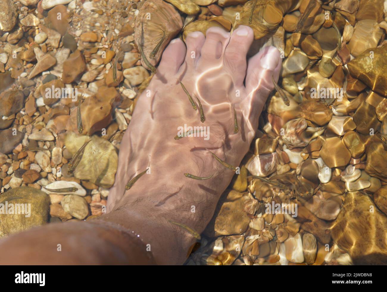 Baby fish swimming near a foot in the shallow water of Buffalo River, Yellville, Arkansas, U.S.A Stock Photo