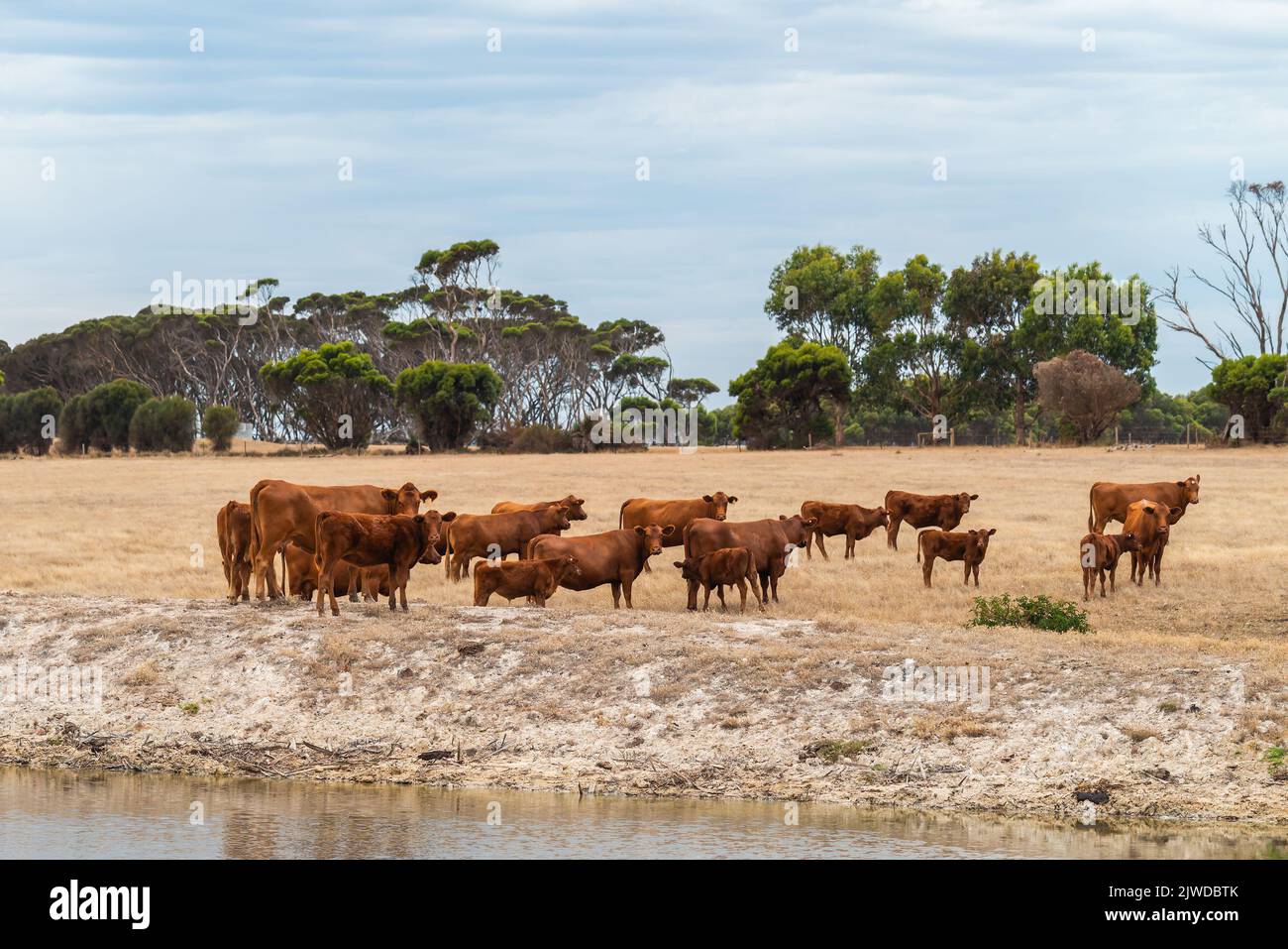 Cows grazing on a dairy farm on Kangaroo Island, South Australia Stock Photo